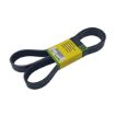 Immagine di R500277 CINGHIA POLY-V